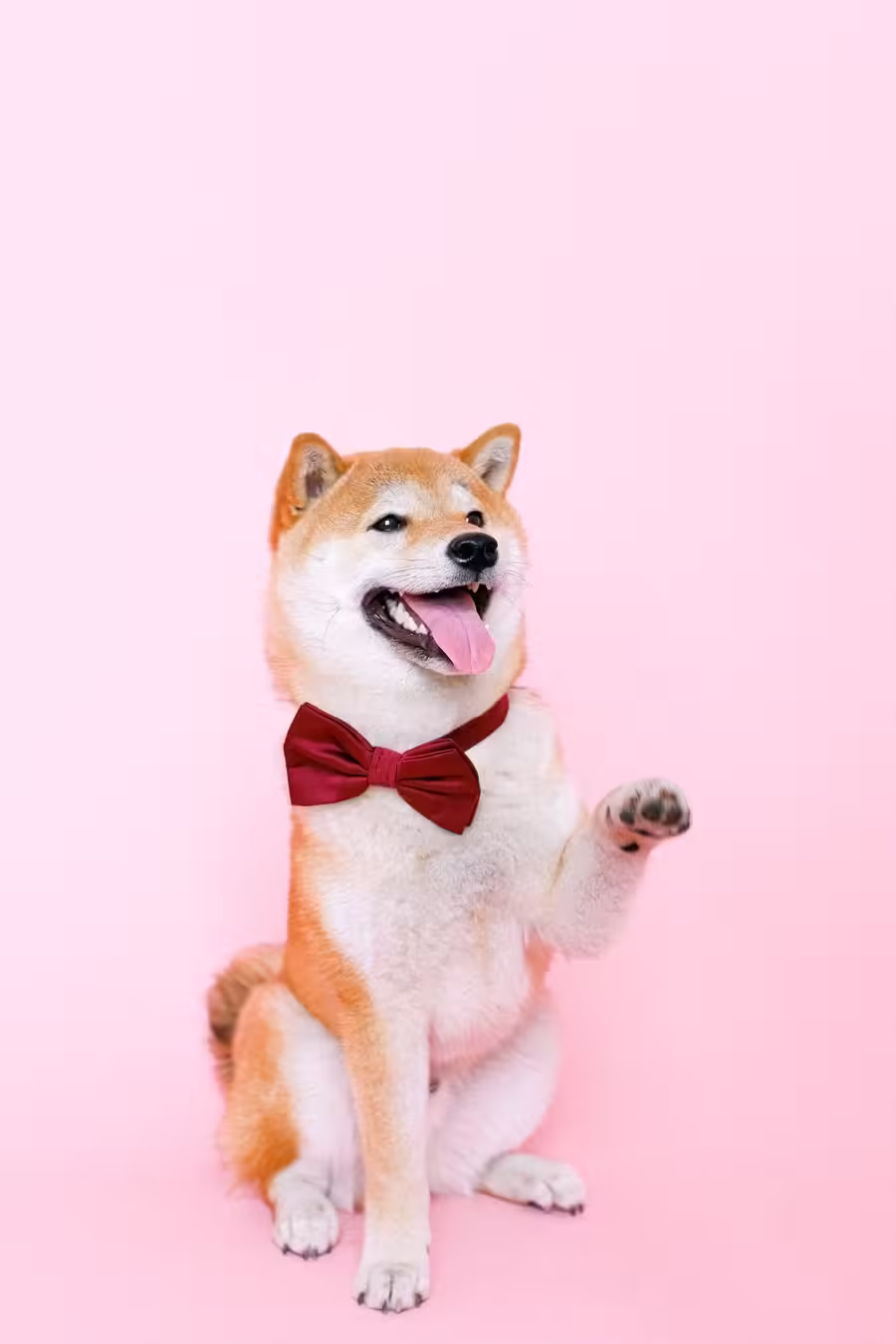 Adjustable Pet Collar with Bell